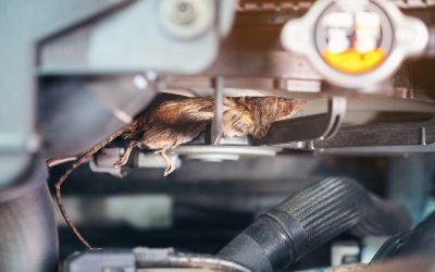 The Science Behind Effective Rodent Control: What Works and What Doesn’t