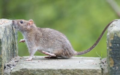 5 Early Warning Signs of a Rodent Infestation Every Property Manager Should Know