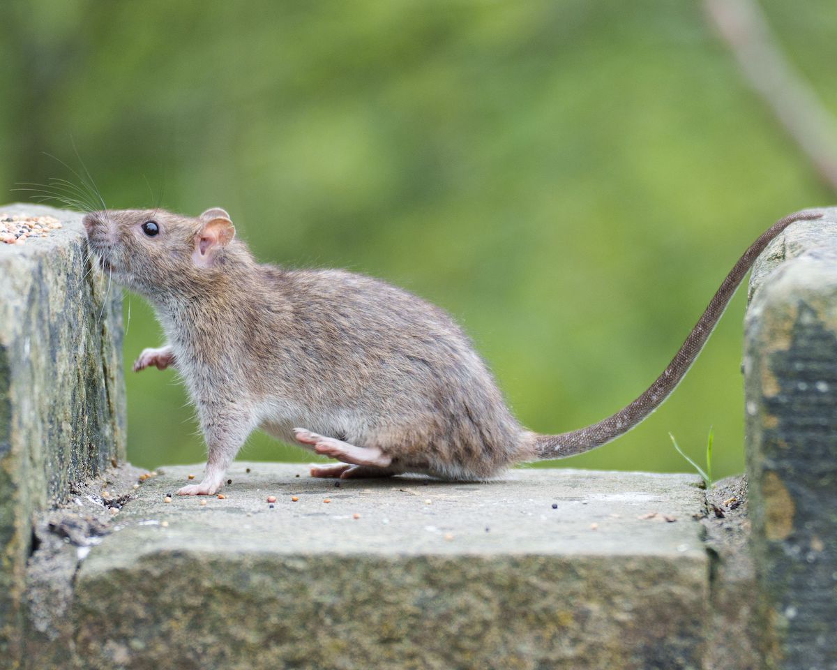 Closeup of a wild brown rat on a wall foraging seeds that had been left for the birds