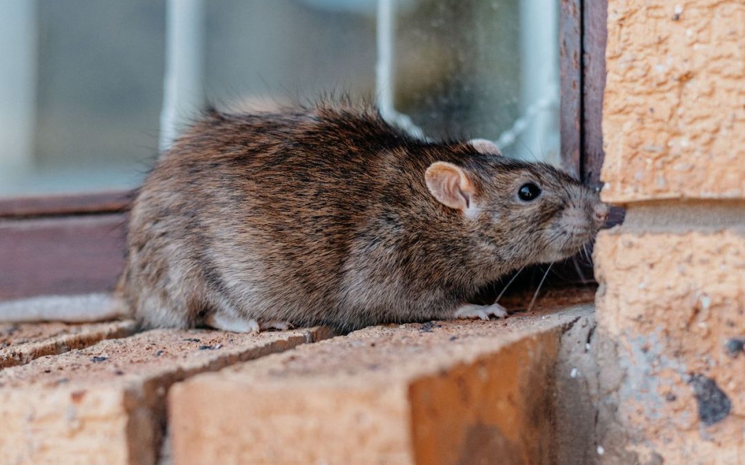 Why Municipalities Should Invest in Proactive Vector Control Programs